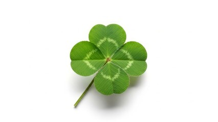 Obraz premium A four-leaf clover on a white background – a symbol of luck and rarity in nature. AI generated.