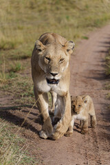 Fototapeta premium A majestic lioness and her young cub walking together along a dirt track in the African savannah during a safari.