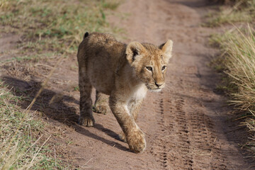 Fototapeta premium Small lion cub walking in the wild, African wildlife photography, baby animal in natural habitat.