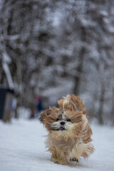 shih tzu dog runs through the snow in a park in winter  