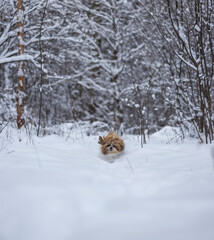 shih tzu dog runs through the snow in a park in winter  