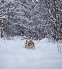 shih tzu dog runs through the snow in a park in winter  
