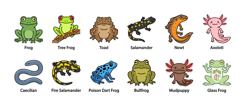 A colorful illustration showcasing various amphibians and reptiles, each with a unique appearance.