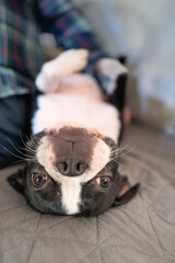 Boston Terrier dog lying on her back on a sofa next to a man. She is looking at the camera. The dog is very relaxed with her paws in the air.