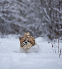 shih tzu dog runs through the snow in a park in winter  
