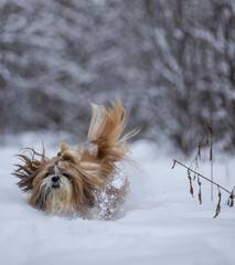 shih tzu dog runs through the snow in a park in winter  