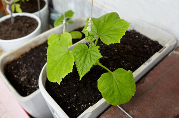 Natural cucumber grows in a greenhouse. Growing fresh vegetables in a greenhouse