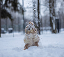 shih tzu dog in a snowfall in the park in winter