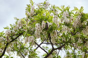 Acacia branches with green leaves and white flowers at spring. Beautiful tree bloom in the city park. Blooming clusters of acacia