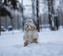 shih tzu dog in a snowfall in the park in winter