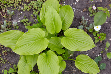 Beautiful Hosta leaves. Hosta - an ornamental plant for landscaping park and garden design. Family name Asparagaceae, Scientific name Hosta plantaginea