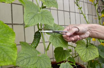 Men's hands harvests cuts the cucumber with scissors. Farmer man gardening in home greenhouse