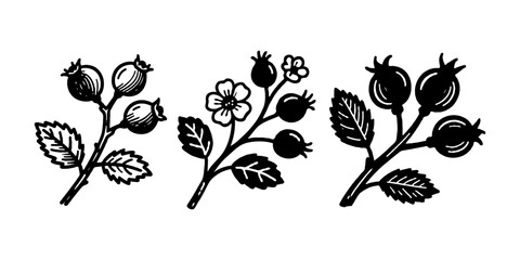 Three stylized rosehip plant branches with berries, leaves, and flowers in hand-drawn ink style on white background, concept of botanical sketch