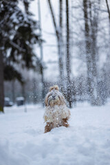 shih tzu dog in a snowfall in the park in winter