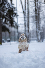 shih tzu dog in a snowfall in the park in winter