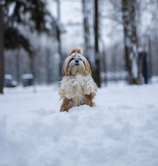 shih tzu dog in a snowfall in the park in winter
