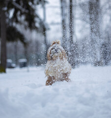shih tzu dog in a snowfall in the park in winter