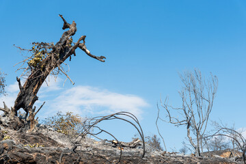 Burnt forest landscape showing wildfire devastation under blue sky
