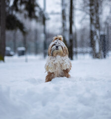 shih tzu dog in a snowfall in the park in winter