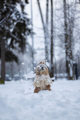 shih tzu dog in a snowfall in the park in winter