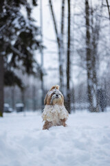 shih tzu dog in a snowfall in the park in winter