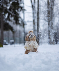 shih tzu dog in a snowfall in the park in winter