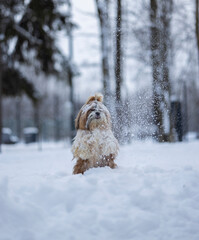 shih tzu dog in a snowfall in the park in winter