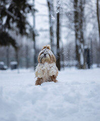 shih tzu dog in a snowfall in the park in winter
