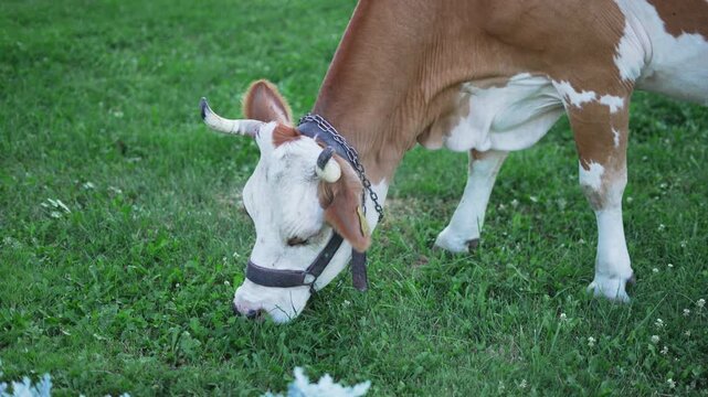 One caw grazing in the field of green grass, slow motion