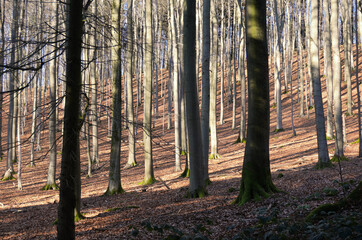 Wald Landschaft mit Sonnenstrahlen an einem Wintertag ohne Schnee