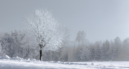 trees in snow