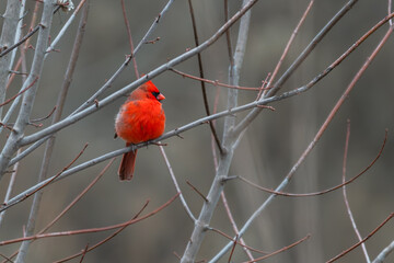 Male northern cardinal perched on a branch, its feathers puffed up against the cold.