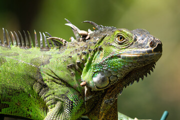 Green Iguana gets a close up head shot during mating season in the tropical rainforests of Costa...