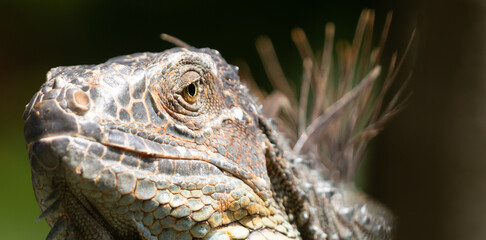 Fototapeta premium Green Iguana gets a close up head shot during mating season in the tropical rainforests of Costa Rica