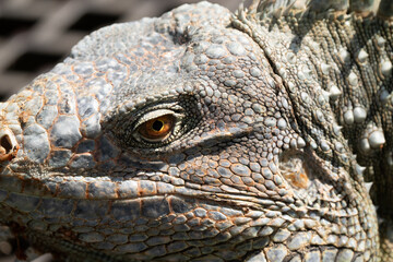 Green Iguana gets a close up head shot during mating season in the tropical rainforests of Costa...