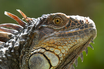 Obraz premium Green Iguana gets a close up head shot during mating season in the tropical rainforests of Costa Rica