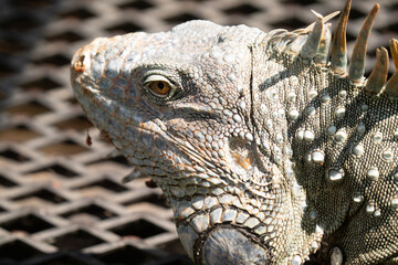 Green Iguana gets a close up head shot during mating season in the tropical rainforests of Costa...