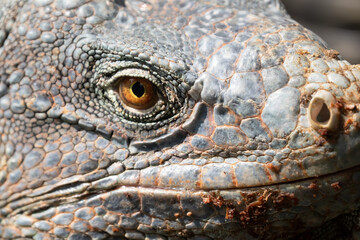 Green Iguana gets a close up head shot during mating season in the tropical rainforests of Costa Rica