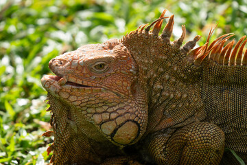 Obraz premium Green Iguana gets a close up head shot during mating season in the tropical rainforests of Costa Rica