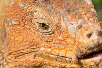 Green Iguana gets a close up head shot during mating season in the tropical rainforests of Costa...