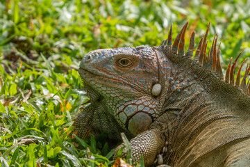 Fototapeta premium Green Iguana gets a close up head shot during mating season in the tropical rainforests of Costa Rica