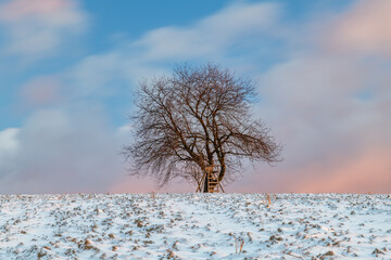 Cherry tree alone in winter morning field with snow in mountains