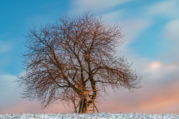 Cherry tree alone in winter morning field with snow in mountains