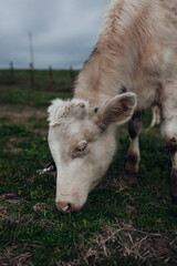 Sheep and Cows Grazing Together on Rural Farm Pasture