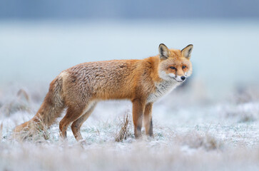 Obraz premium Red fox ( Vulpes vulpes ) in winter scenery