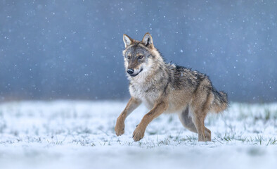Fototapeta premium Grey wolf ( Canis lupus ) close up