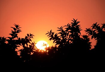Silhouetted foliage glows against a bright background,  botany,   photography