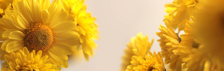 Smoke Close-up selective soft focus Yellow Flower bud, pestle; stamen, petals. Natural macro horizontal long background