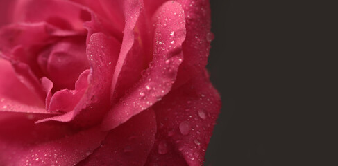 Smoke close-up selective soft focus red, pink Rose flower bud petal with water Drops on gray black. Natural blur horizontal background.
