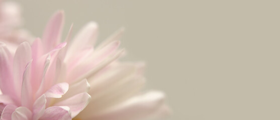Smoke close-up selective soft focus cream Beige pink Flower bud, pestle; stamen, petals. Natural horizontal background